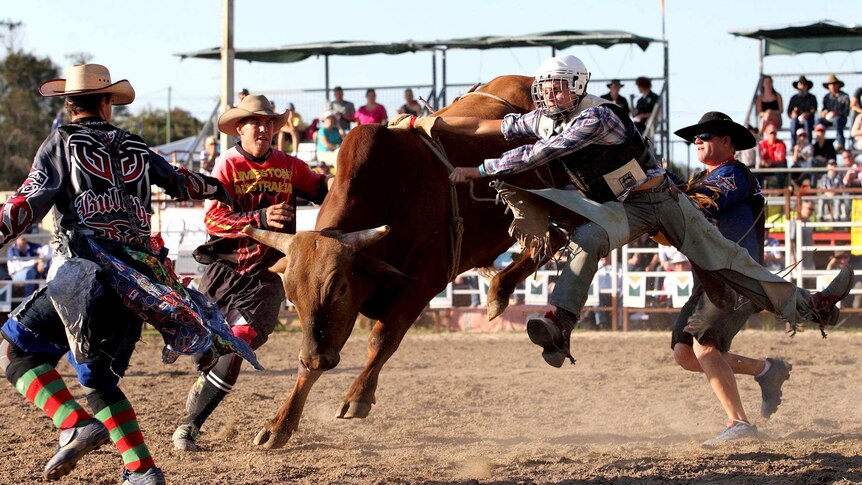 Rodeo clowns help bull rider at the Calliope Rodeo.