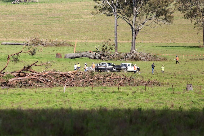 Workers cutting down trees