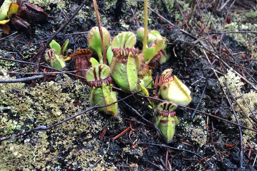 A close up photo of the Albany Pitcher Plant