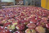 Areas of SA declared off-limits for NZ apple and pear imports