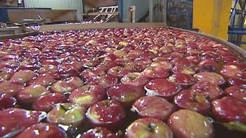 Areas of SA declared off-limits for NZ apple and pear imports