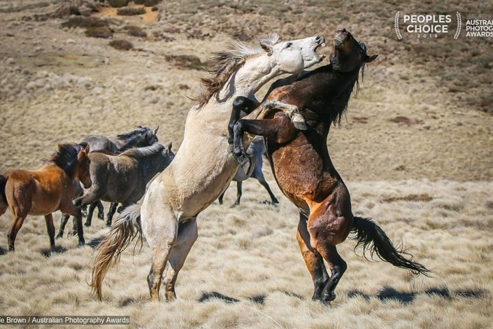Two horses fighting in kosciuszko national park.