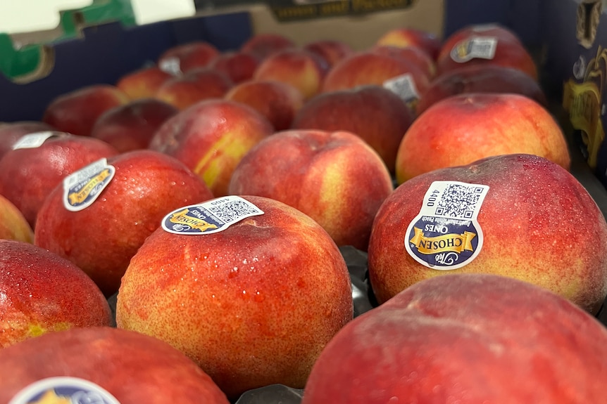 Nectarines sit in tray