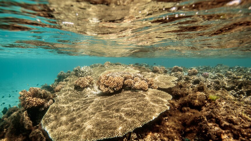 Underwater image of coral that has turned brown.