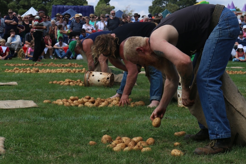 Three men bent over and picking up potatoes off green grass.
