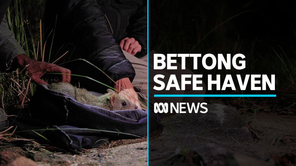 North Queensland sanctuary 55 endangered northern bettongs