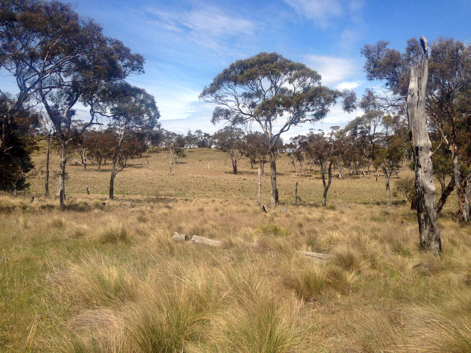 Program paying Tasmanian farmers to plant native vegetation yields