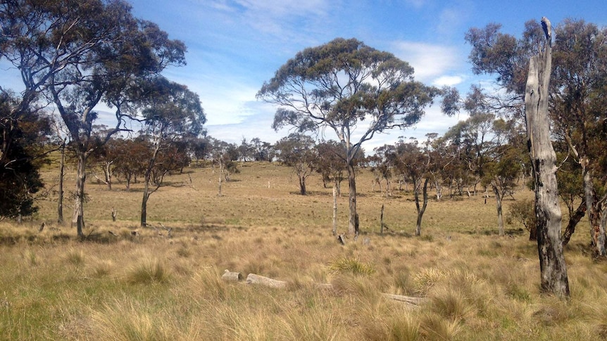 'Beaufront' grazing property near Ross, Tasmania
