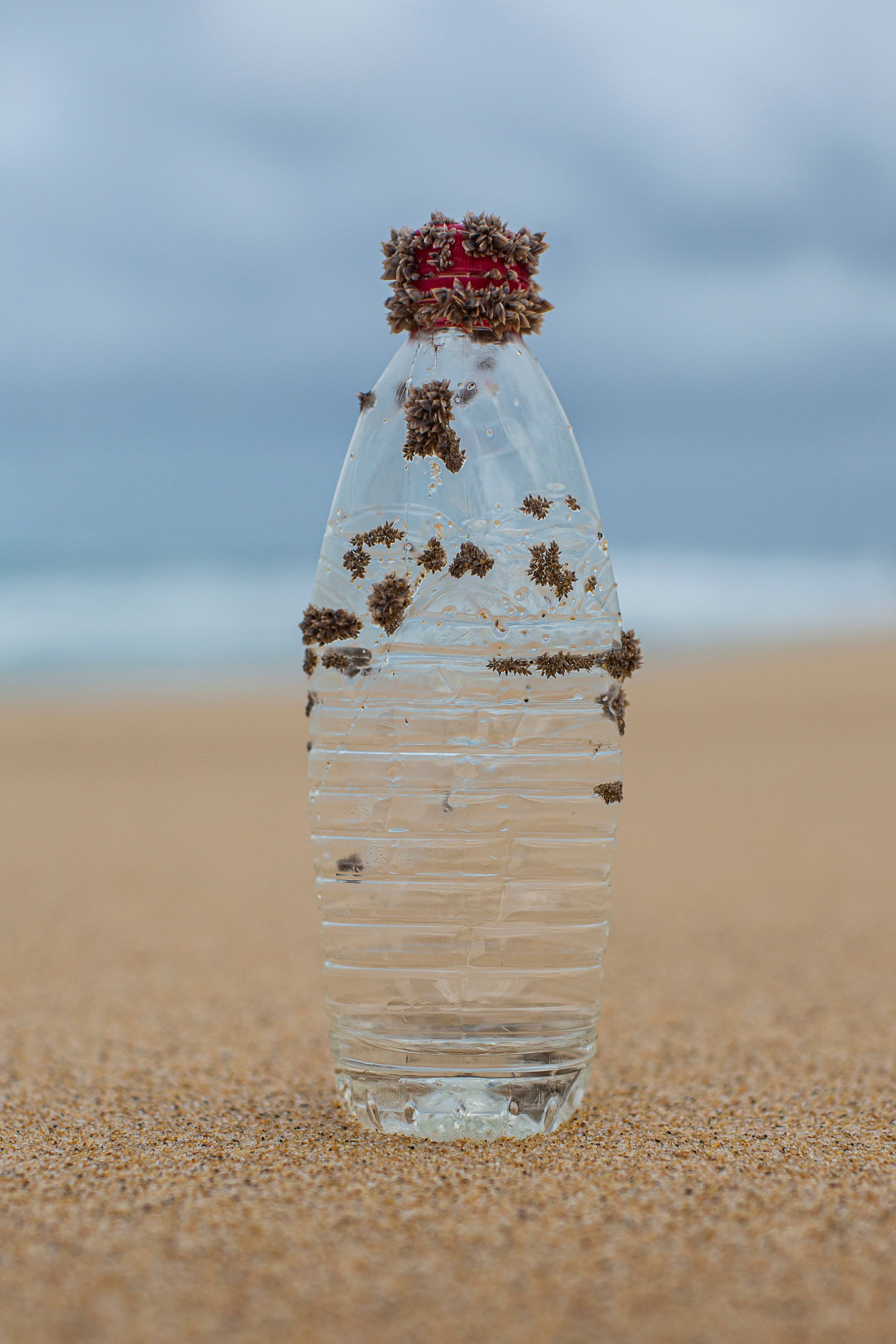 A plastic water botte with sea creatures growing on it.