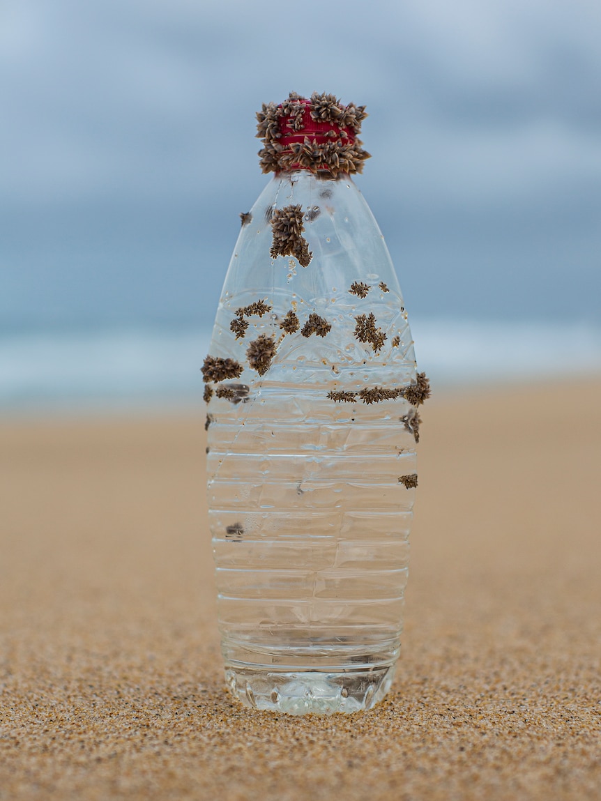 A plastic water botte with sea creatures growing on it.