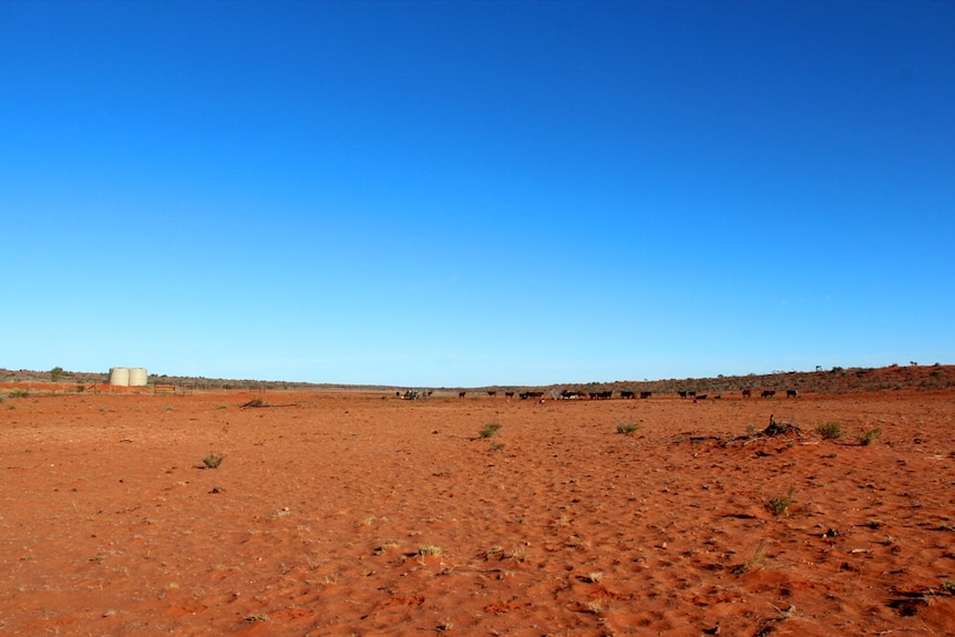 Cattle at a water point in NT