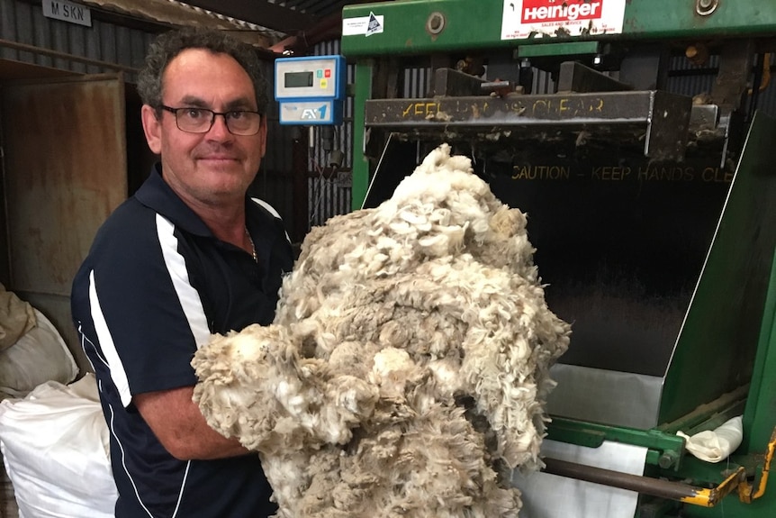 A middle-aged man with short brown hair, wearing glasses and a blue shirt, holds a sheep's fleece.