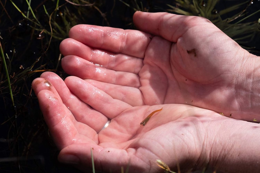 A tiny fish sits in a small pool of water in two hands.