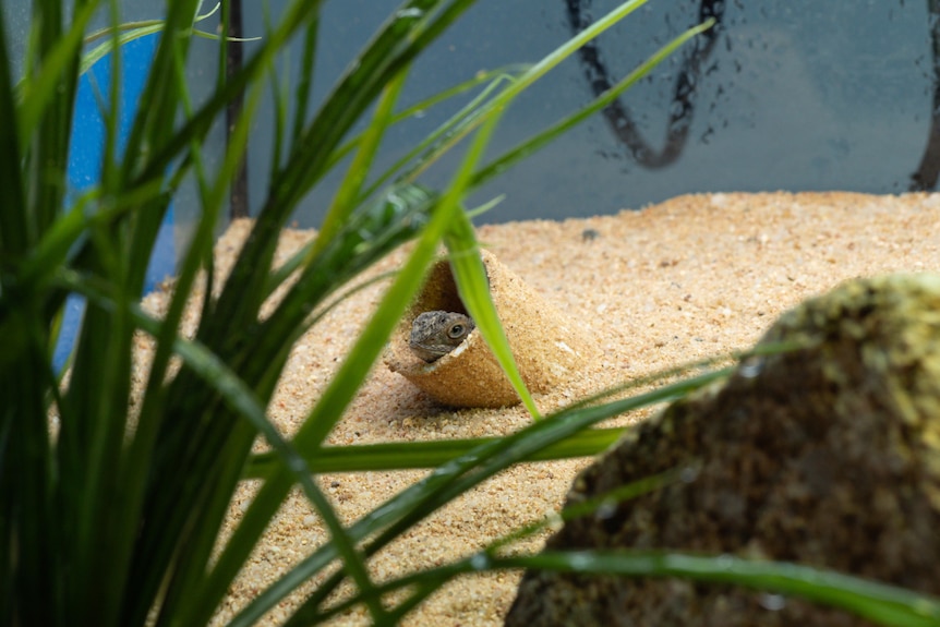 A grassland earless dragon peeks out of a pipe at Tidbinbilla