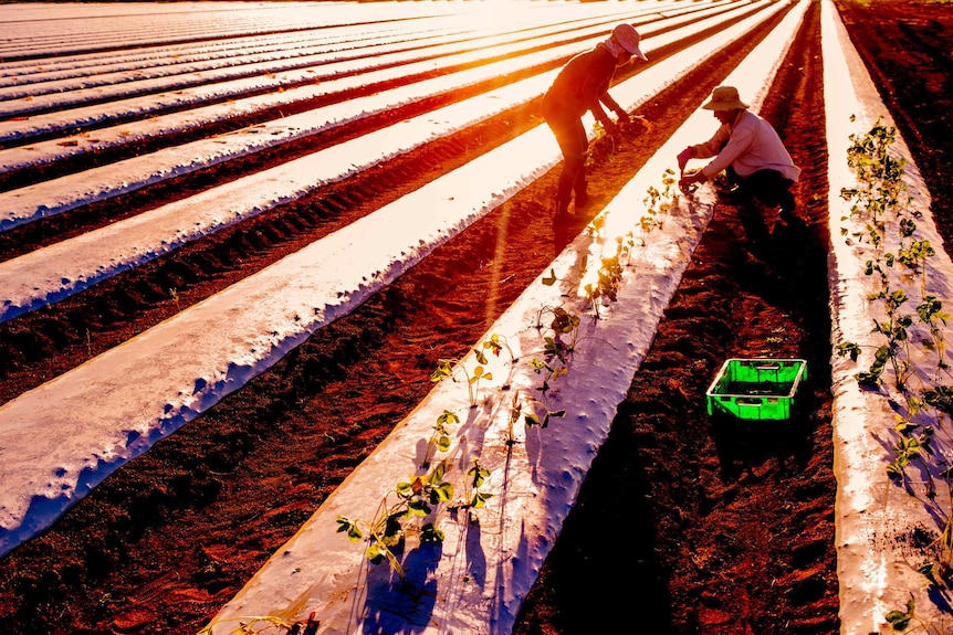 Two workers in a paddock, one kneels to plant a strawberry plant the other stands ready to hand him the next one.