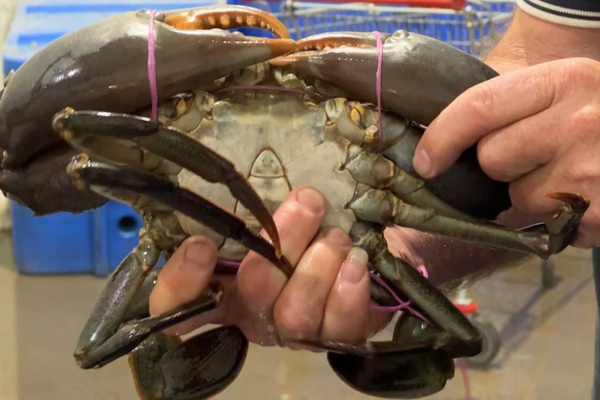 A man holds a crab showing a flap with a distinctive 'V' pattern on its underside.