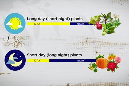 Graphic with showing plants that do well with long days and short days