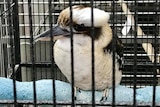 A kookaburra in a cage in an American pet store