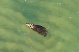 A close up from above of a kangaroo in the water.