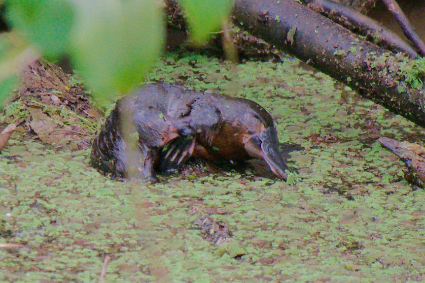 A platypus rolls amongst aquatic plants and fallen tree branches in the shallows of a creek.