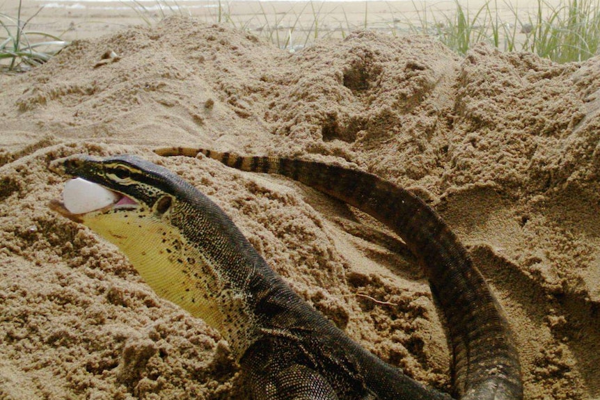 A goanna on a beach with a turtle egg in its mouth.