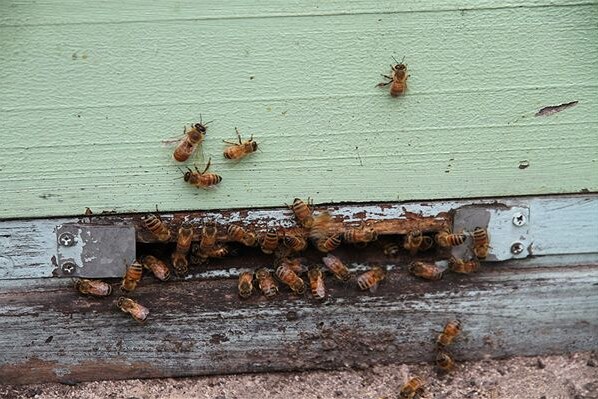 Bees stung a teenager who disturbed them while tackling a fire (file photo)
