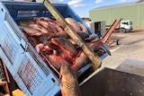 Dead carp falling out of a crate