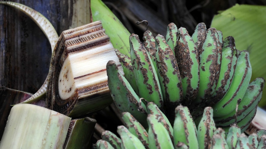 Bananas affected by Panama disease