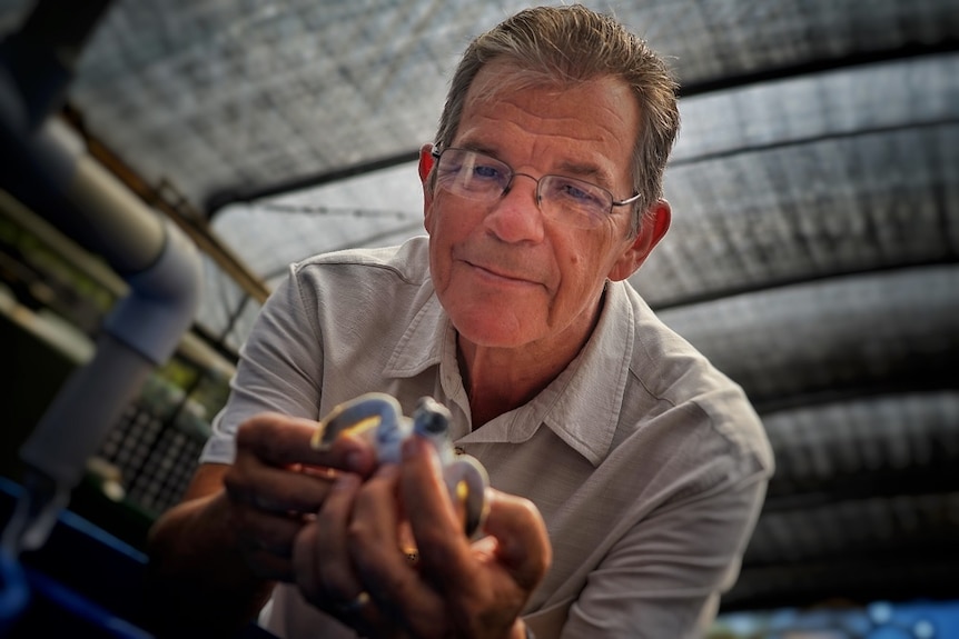 Michael Guinea is pictured from below, looming over a tiny turtle hatchling, which he holds in his hands