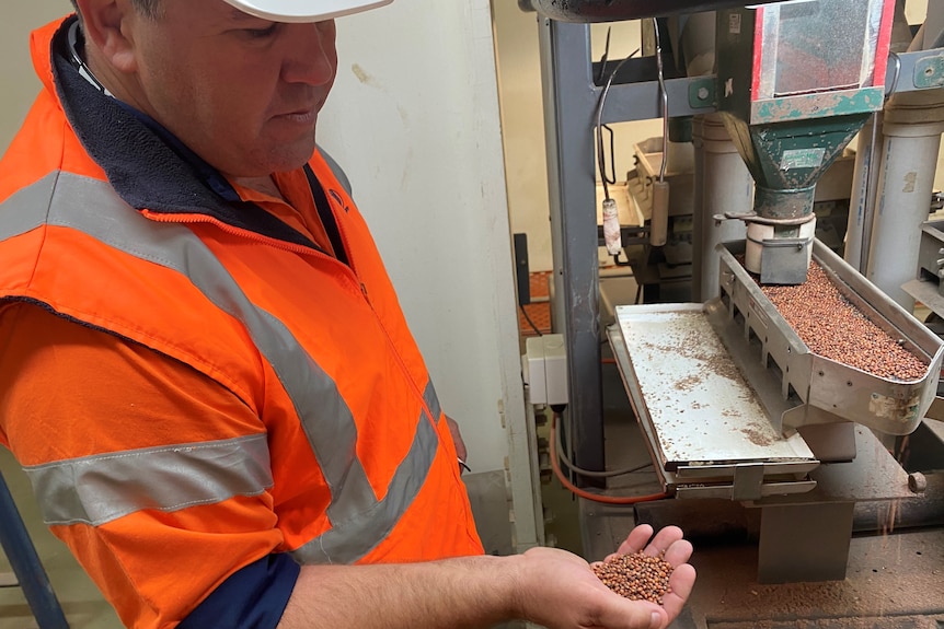 A man holds a handful of red grains near a machine that is sorting through the grain.