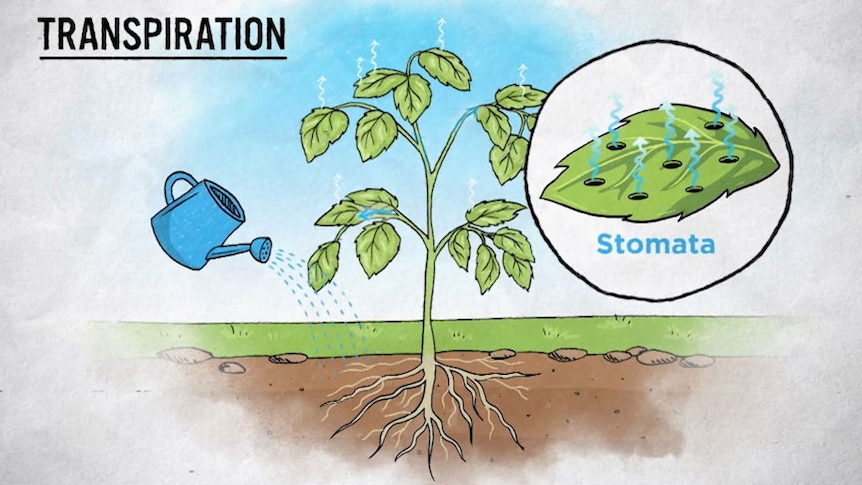 A graphic illustrating transpiration in plants.