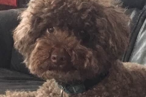 A fluffy brown dog with a collar medallion shaped like a bone