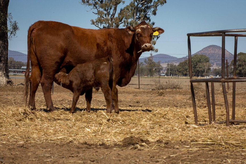 A red cow stands as a calf suckles.