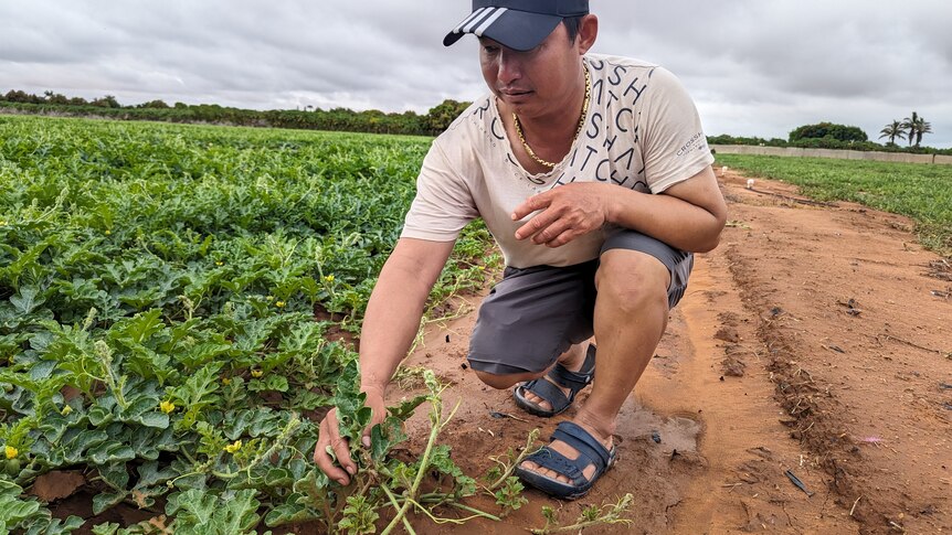 A man crouching down, inspecting his crop