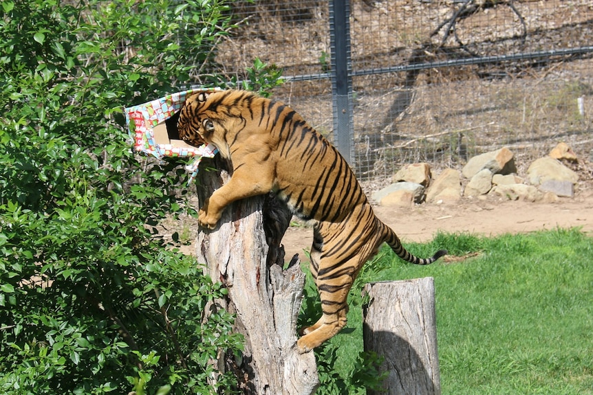 A tiger climbs a tree to stick its head in a gift-wrapped box.