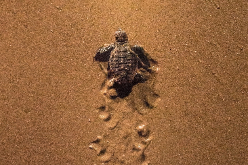 Baby turtle in the sand making its way to the water