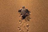 Baby turtle in the sand making its way to the water.