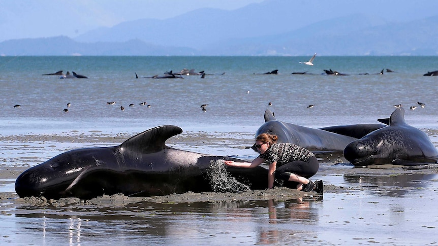 A volunteers inspects a beached whale.