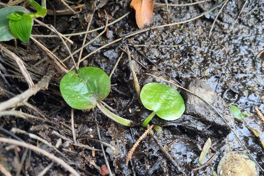 small green leafy plant in wet soil