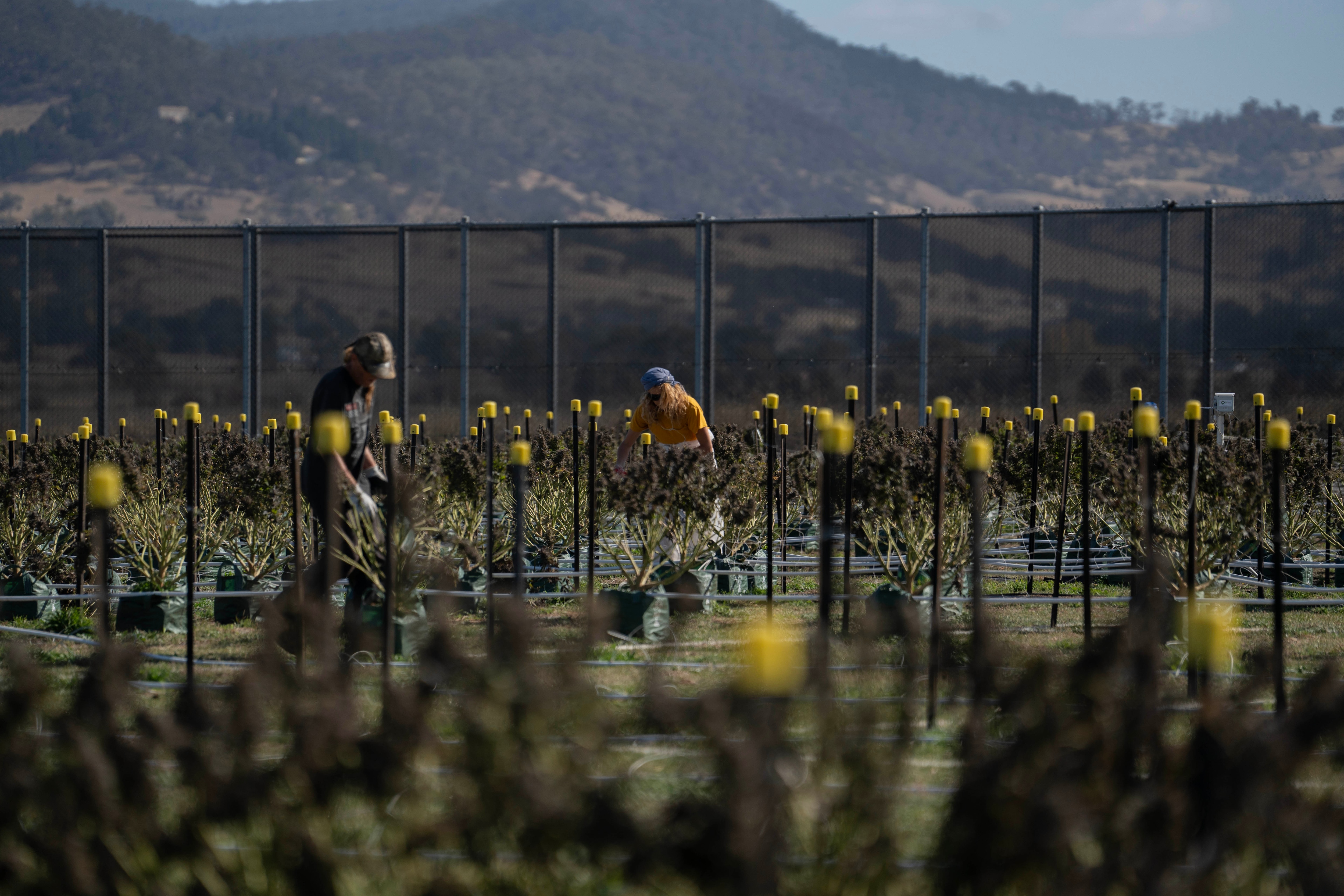 Workers at a medicinal cannabis facility.