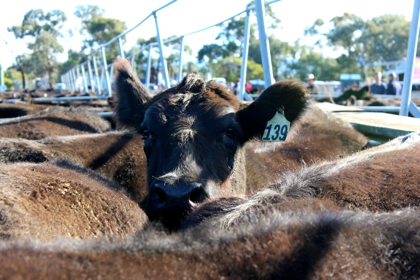 A cow in a farm with cattle.