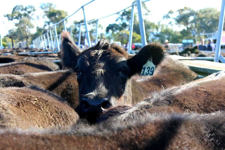 Harga Sapi Australia Mencetak Rekor Tertinggi, Pengolah Daging Sangat Tertekan