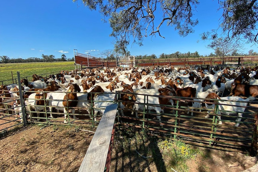 Goats penned up for drenching on a farm