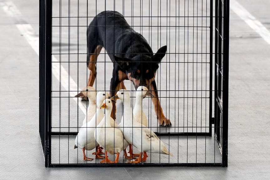 A dog rounds up a group of ducks inside a cage 