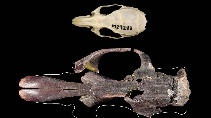 The skull of a black rat, top, compared with one of Timor's other extinct giant rats, bottom.