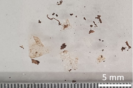 Microplastics found in garden soil.