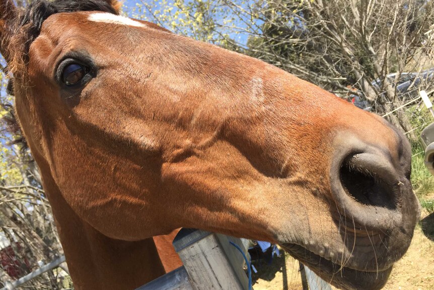 A close-up of a bay equestrian horse.