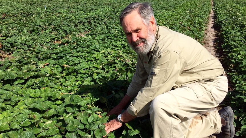 Wally Sweet inspecting strawberry plants