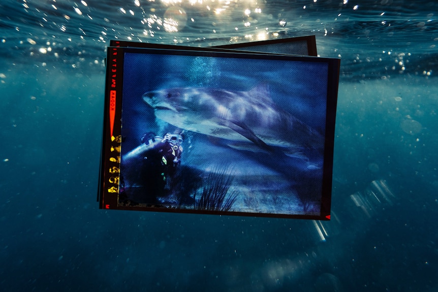 On top photo under the water one of a small stack of photos shows person taking photo while scuba diving with shark,