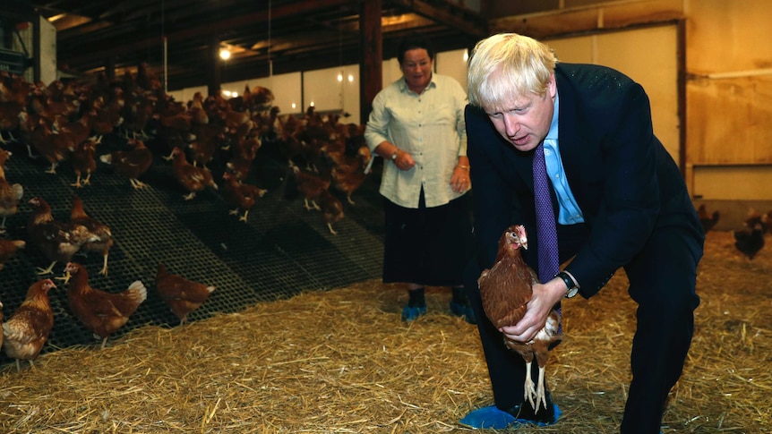 Boris Johnson crouches over holding a chicken during a visit to a chicken farm in Wales.